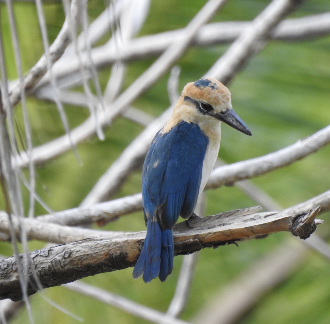 Tuamotu Kingfisher (Niau) - ML582942361