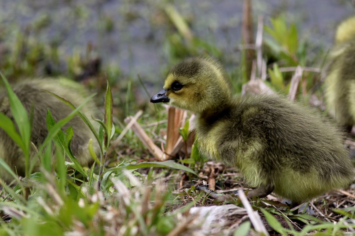 Canada Goose - Jay McGowan