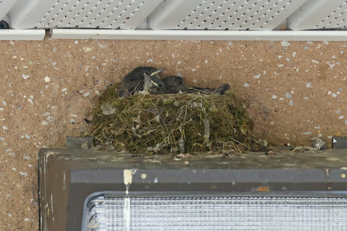 Eastern Phoebe - Michael O'Brien