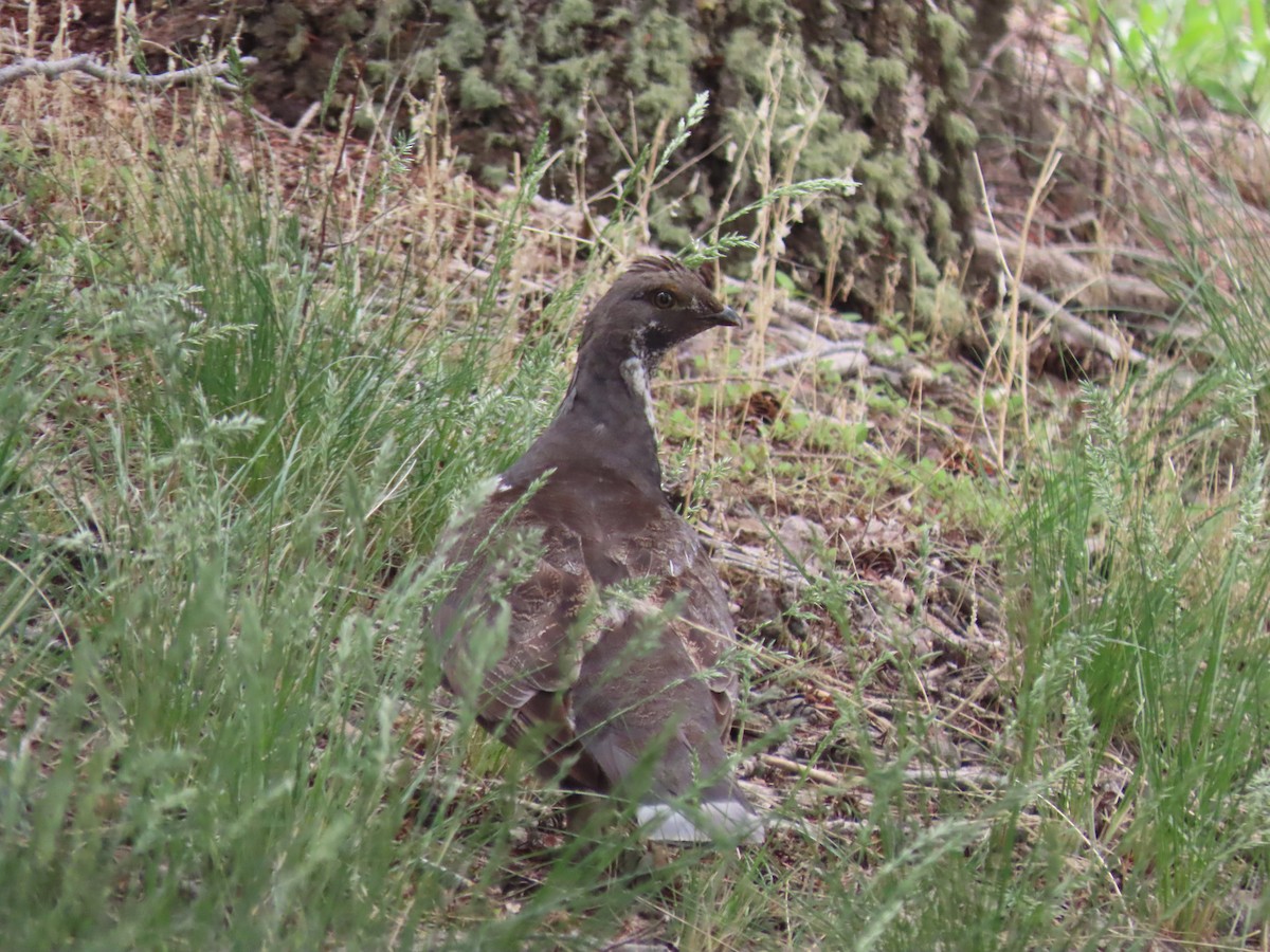 Dusky Grouse - ML582943221