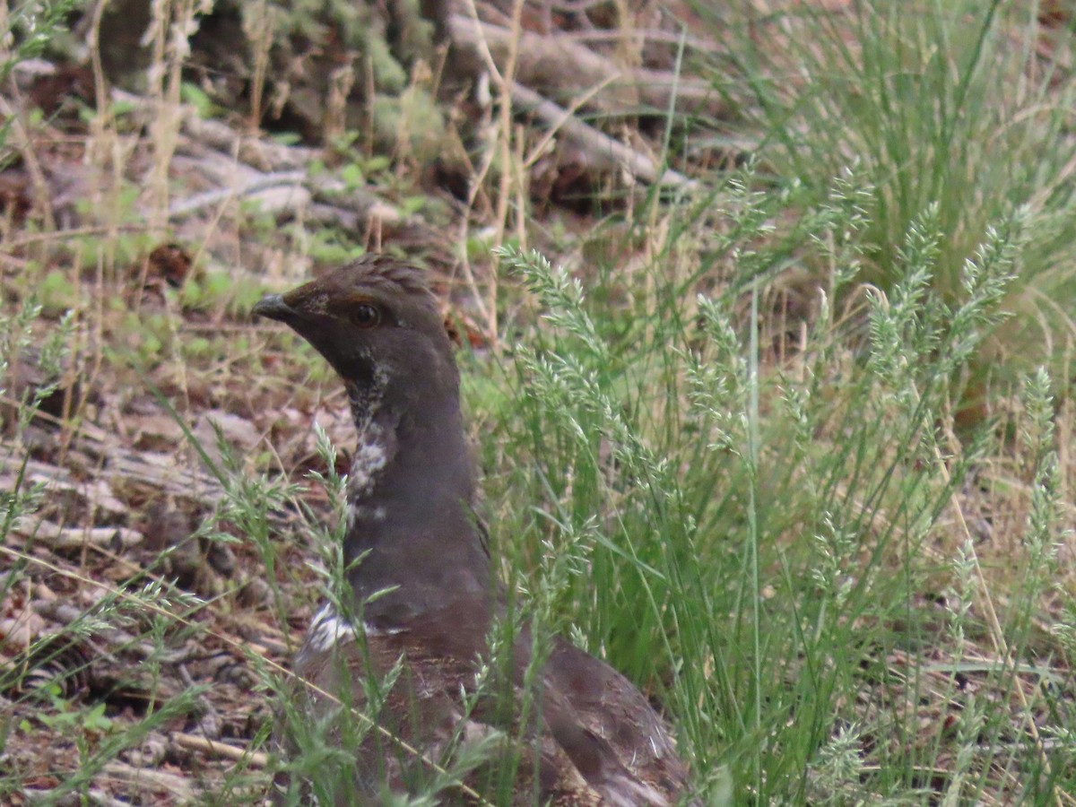 Dusky Grouse - ML582943421