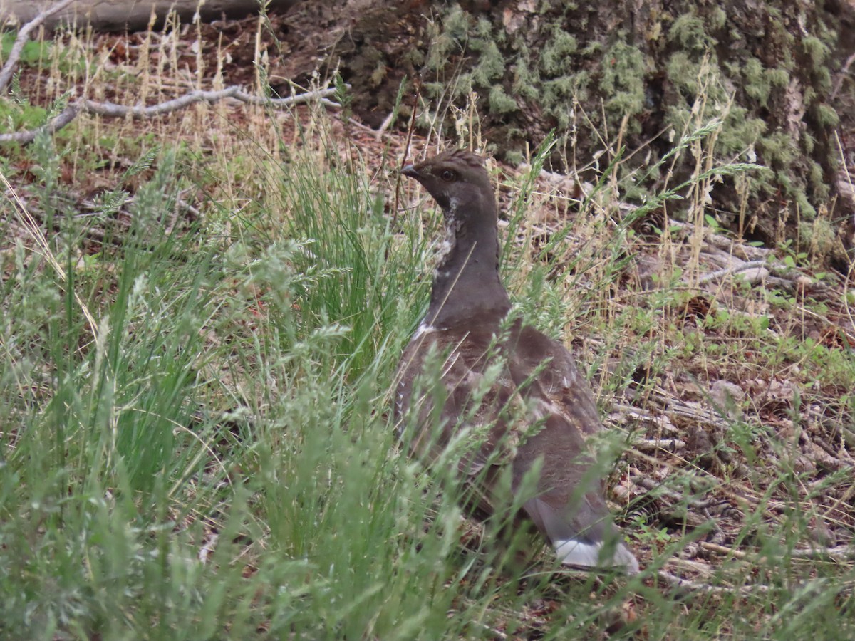 Dusky Grouse - ML582943431