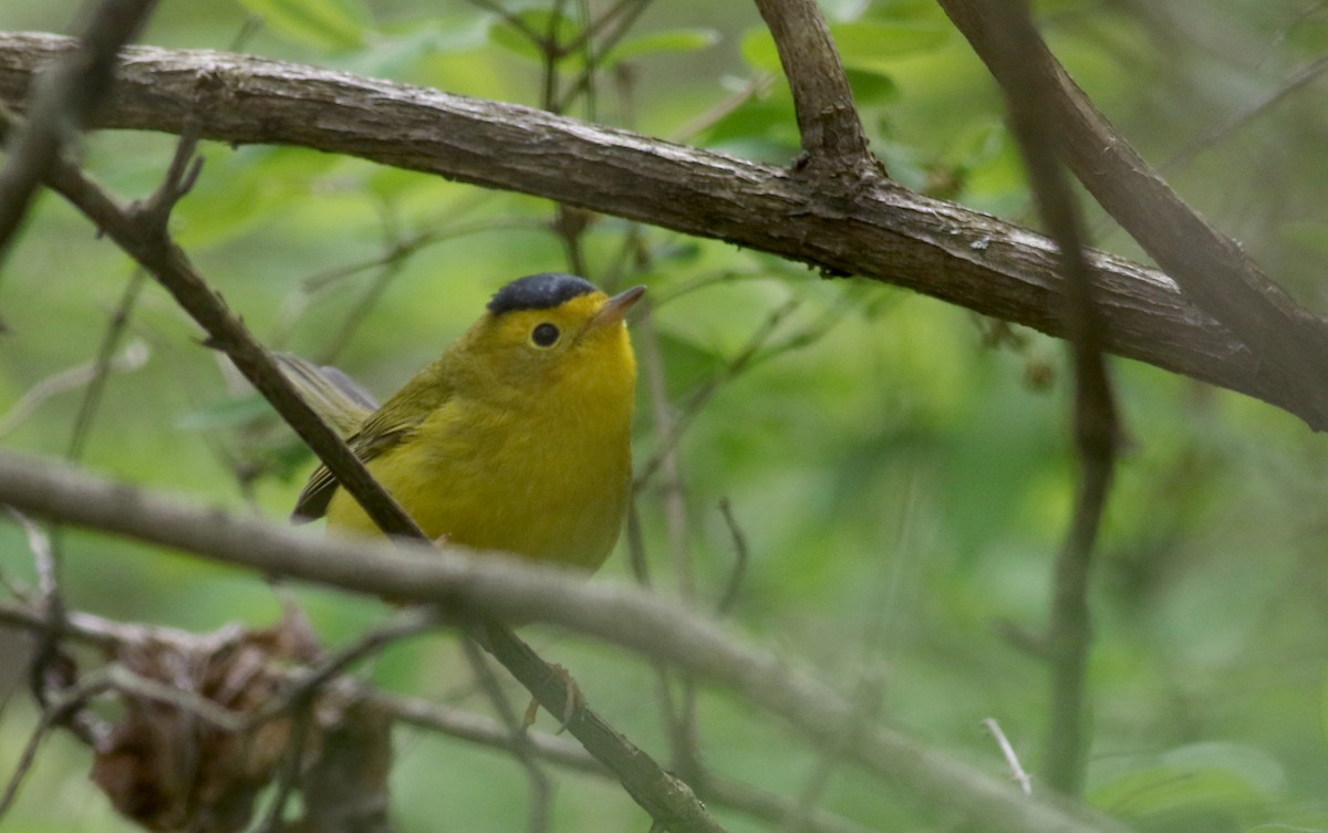 Wilson's Warbler - ML58294461