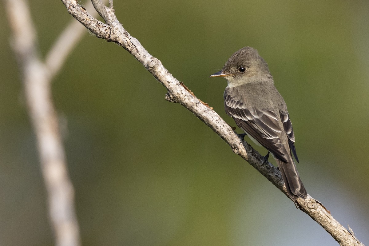 Eastern Wood-Pewee - ML582944891