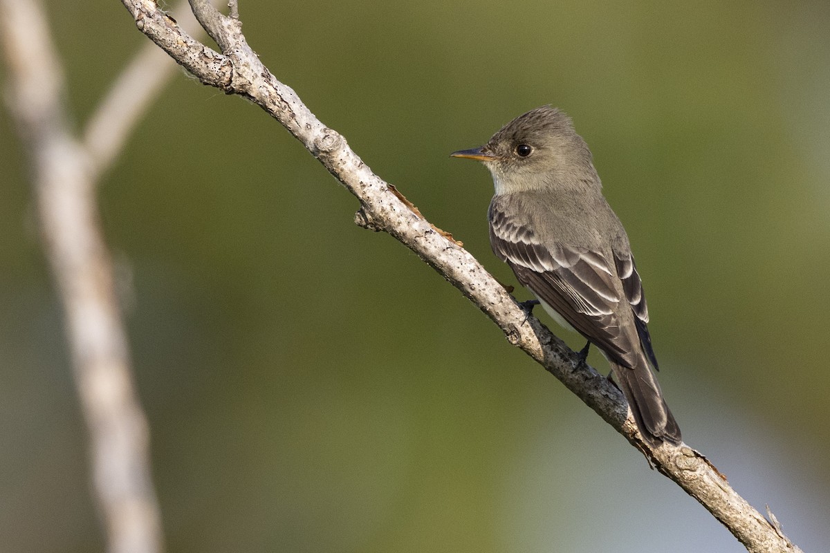 Eastern Wood-Pewee - ML582944911