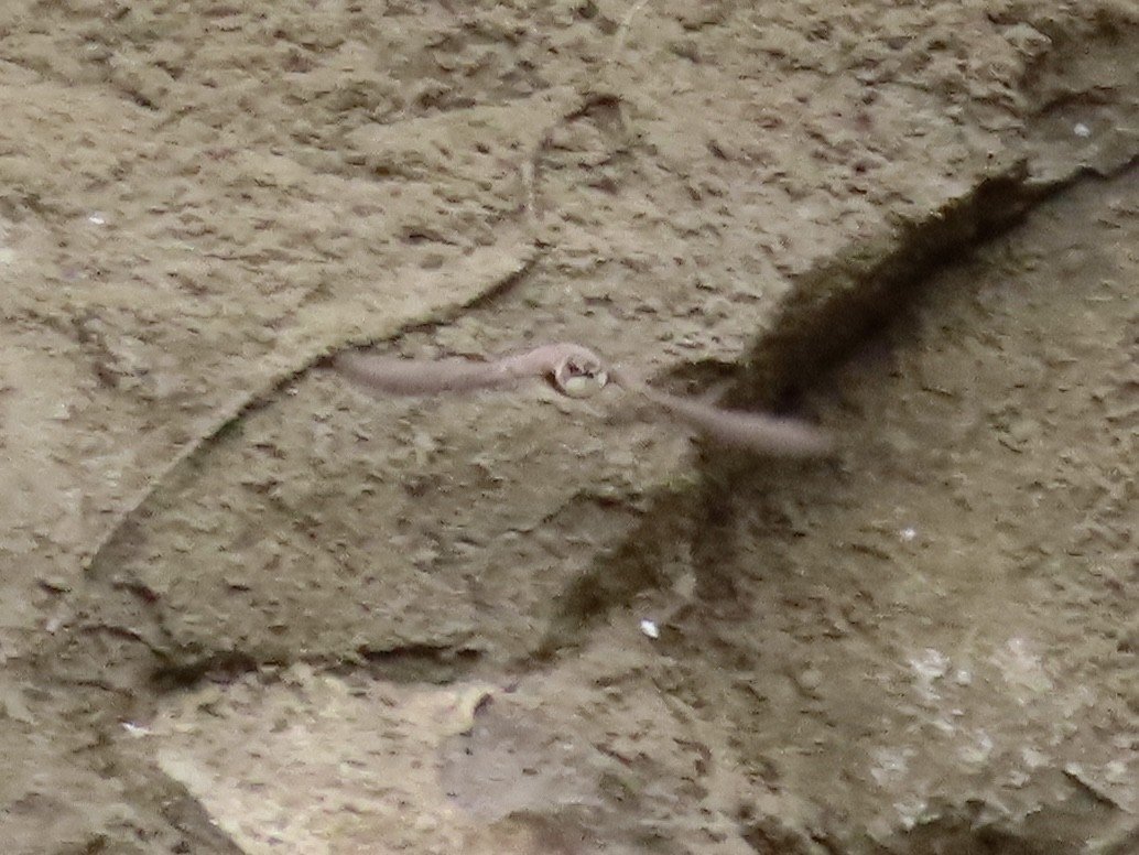 ショウドウツバメ - ML582944931