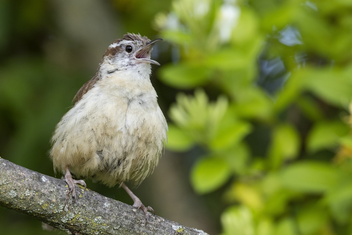 Carolina Wren - ML582944951