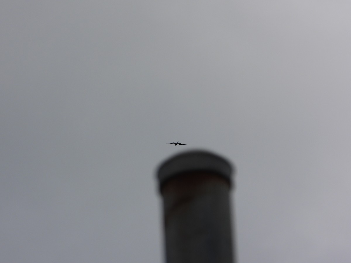 Magnificent Frigatebird - Kevin Long