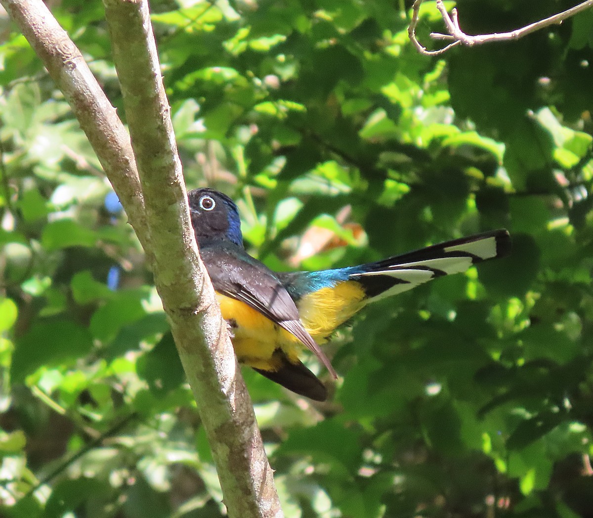 Green-backed Trogon - ML582946231