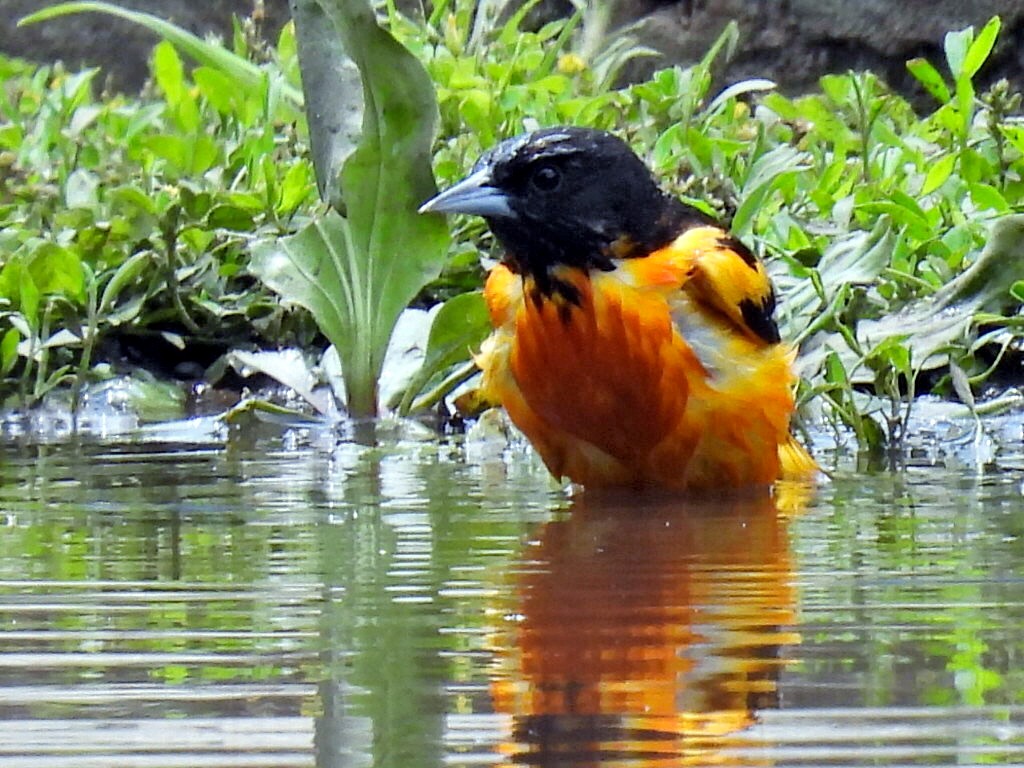 Baltimore Oriole - ML582947761