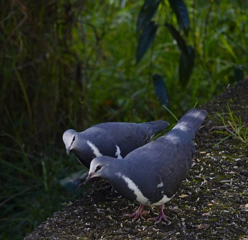 Wonga Pigeon - Eric Finley