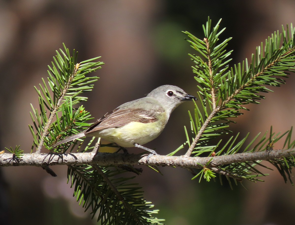 Cassin's Vireo - Ted Floyd