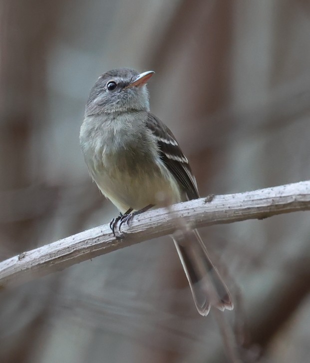 Gray-breasted Flycatcher - ML582949131