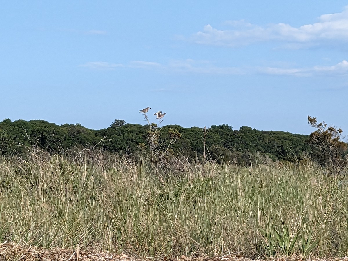 Playero Aliblanco - ML582949401