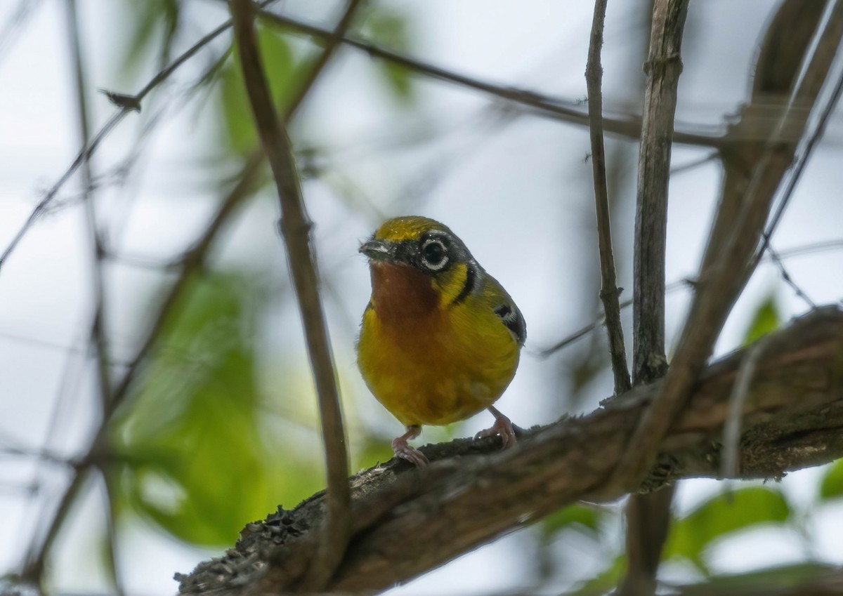 Black-eared Shrike-Babbler - ML582950091