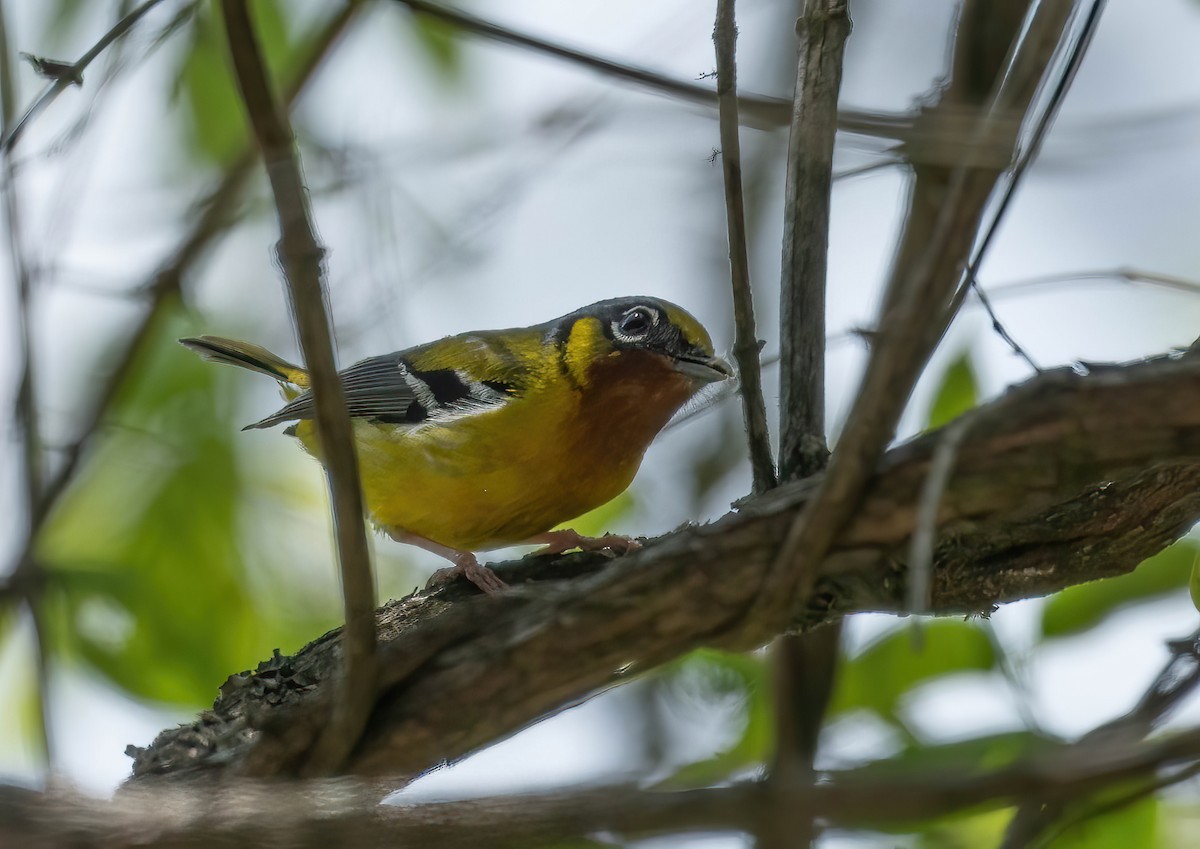 Black-eared Shrike-Babbler - ML582950101