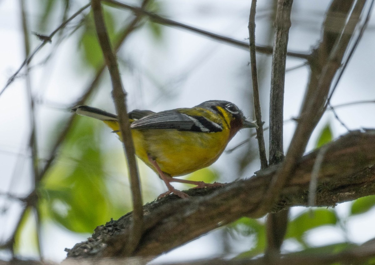 Black-eared Shrike-Babbler - ML582950111