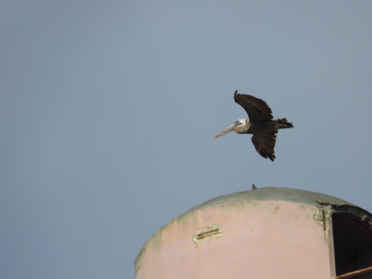 Brown Pelican (Southern) - ML582950241