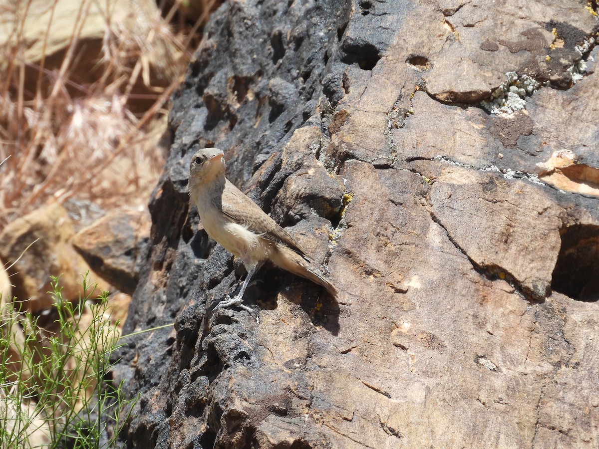 Rock Wren - ML582950711