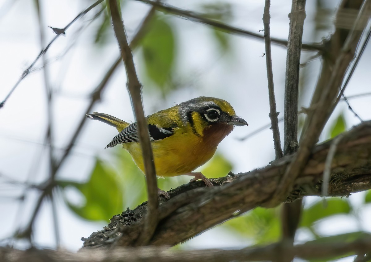 Black-eared Shrike-Babbler - ML582950751