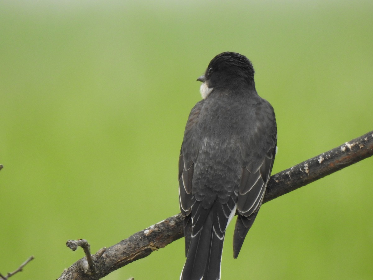 Eastern Kingbird - Jacques Bélanger