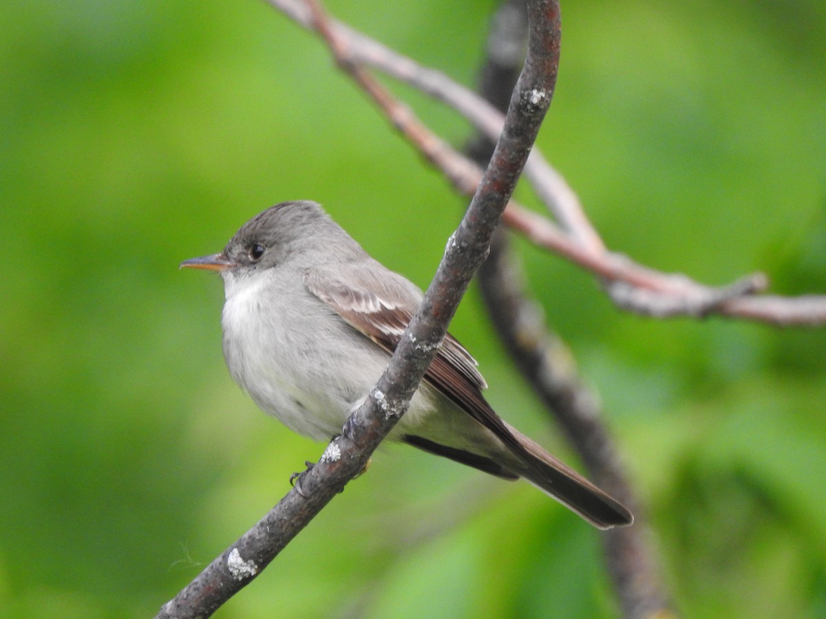 Eastern Wood-Pewee - ML582951511