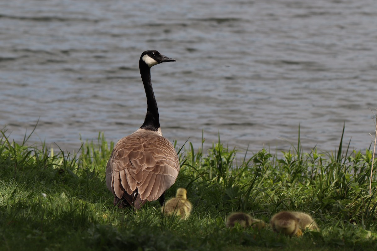 Canada Goose - ML582951801