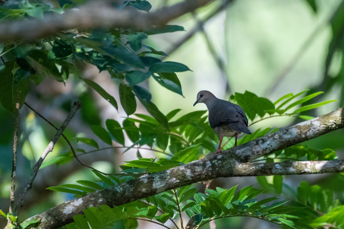 Gray-chested Dove - ML582951971