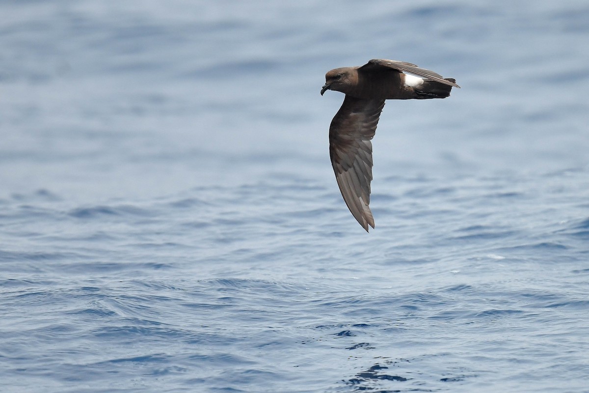 Band-rumped Storm-Petrel (Grant's) - Kate Sutherland