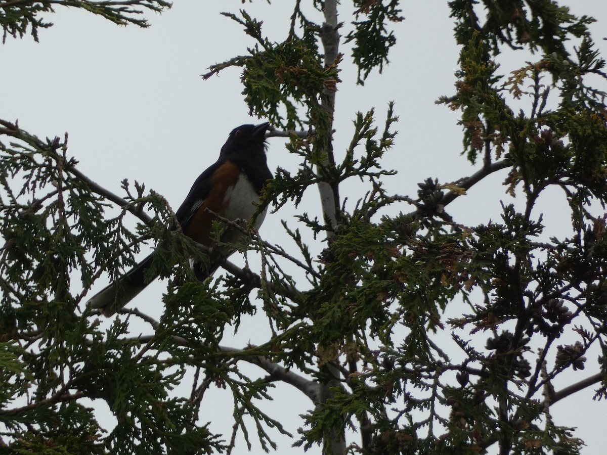 Eastern Towhee - ML582954441