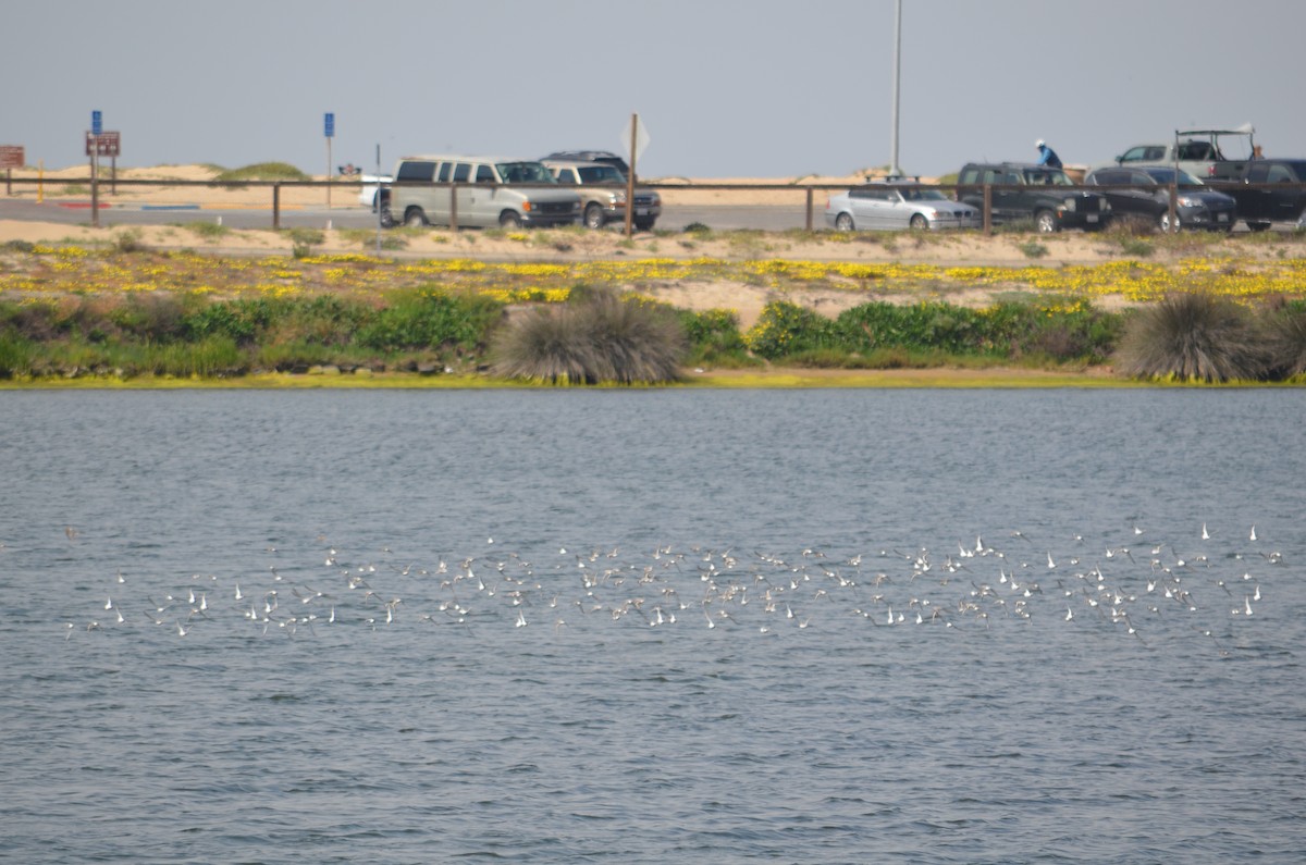 Bécasseau sanderling - ML582954781