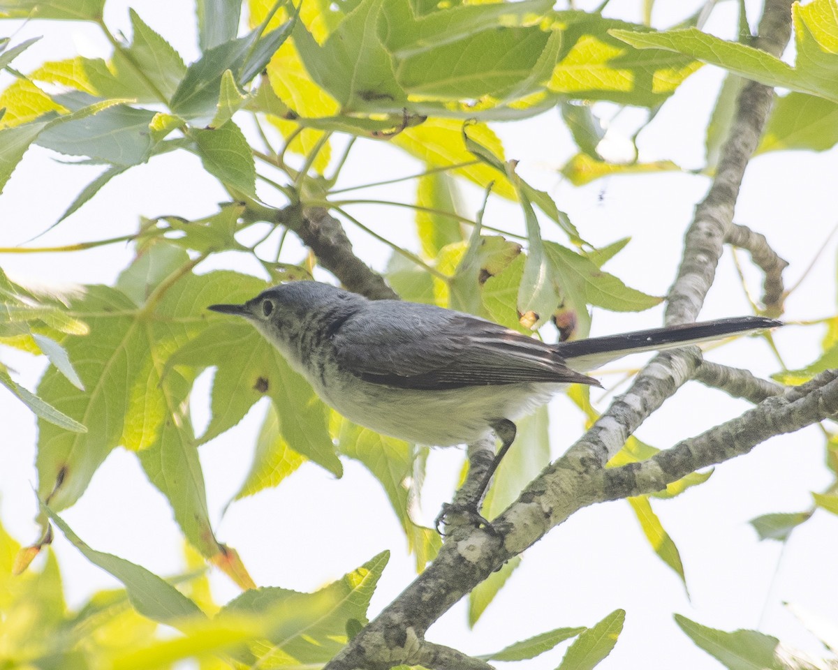 Blue-gray Gnatcatcher - ML582954851