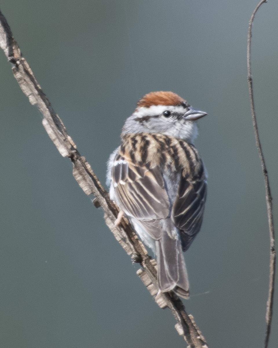 Chipping Sparrow - ML582954961