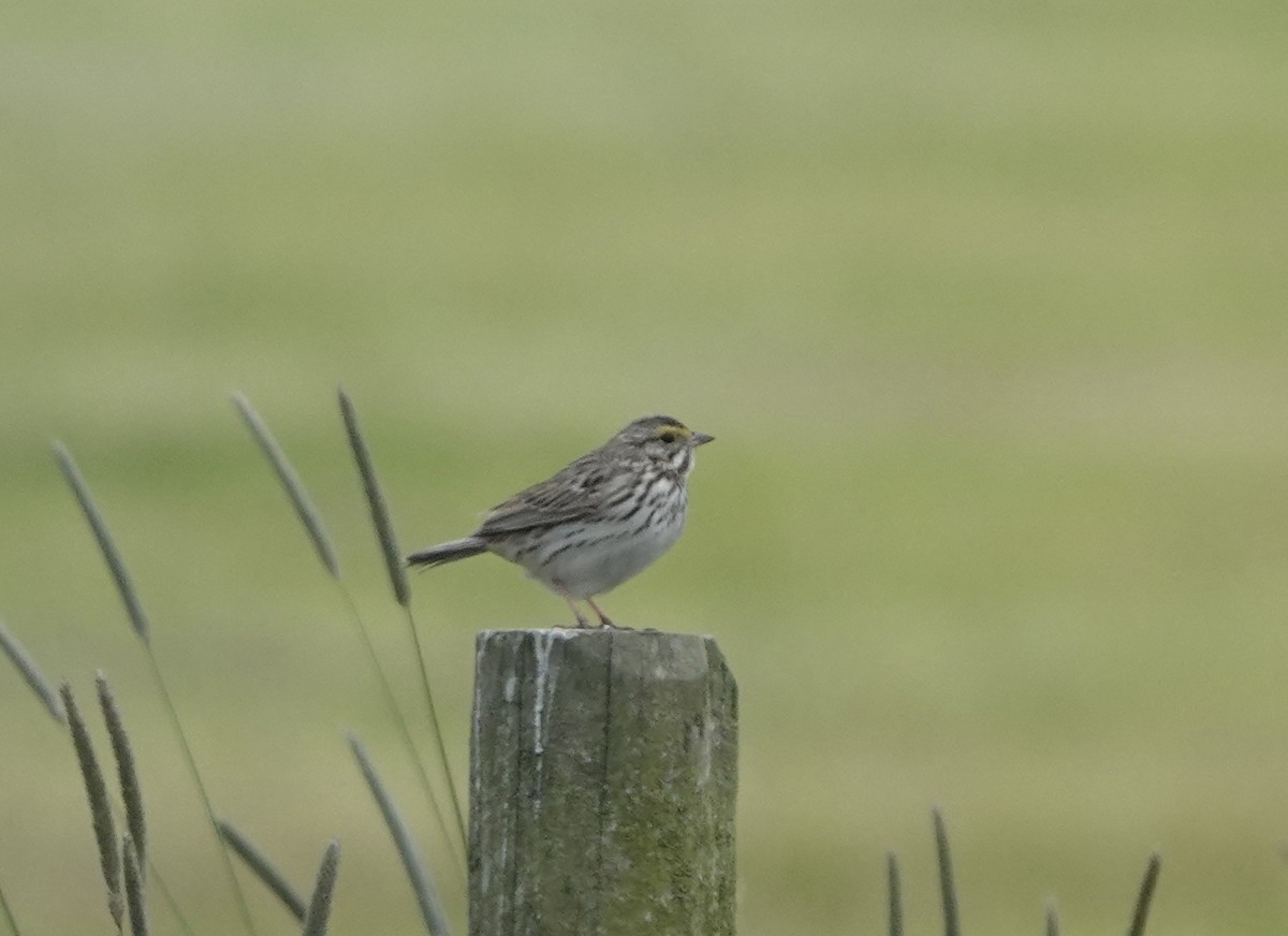 Savannah Sparrow - ML582955091