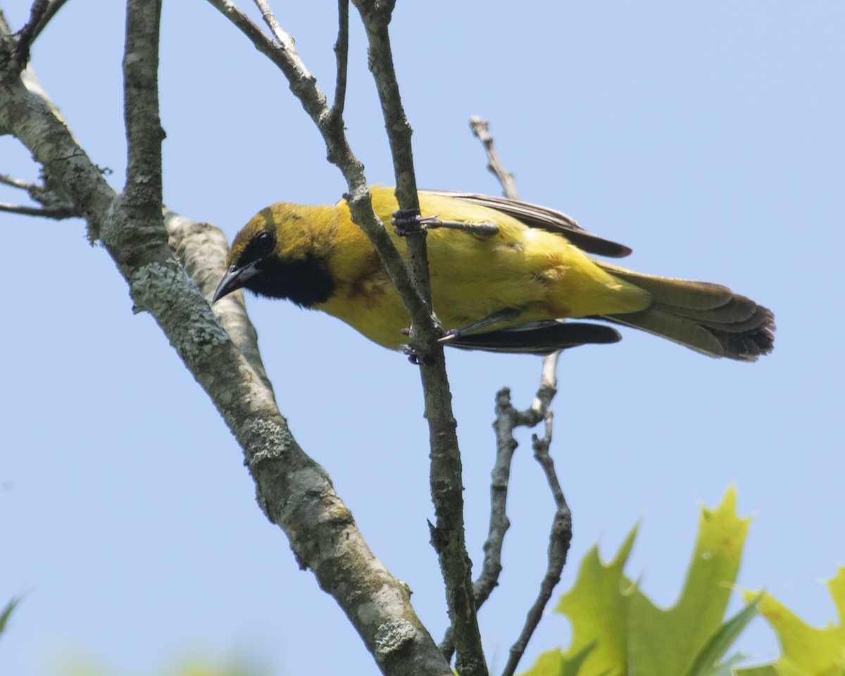 Orchard Oriole - ML582955141