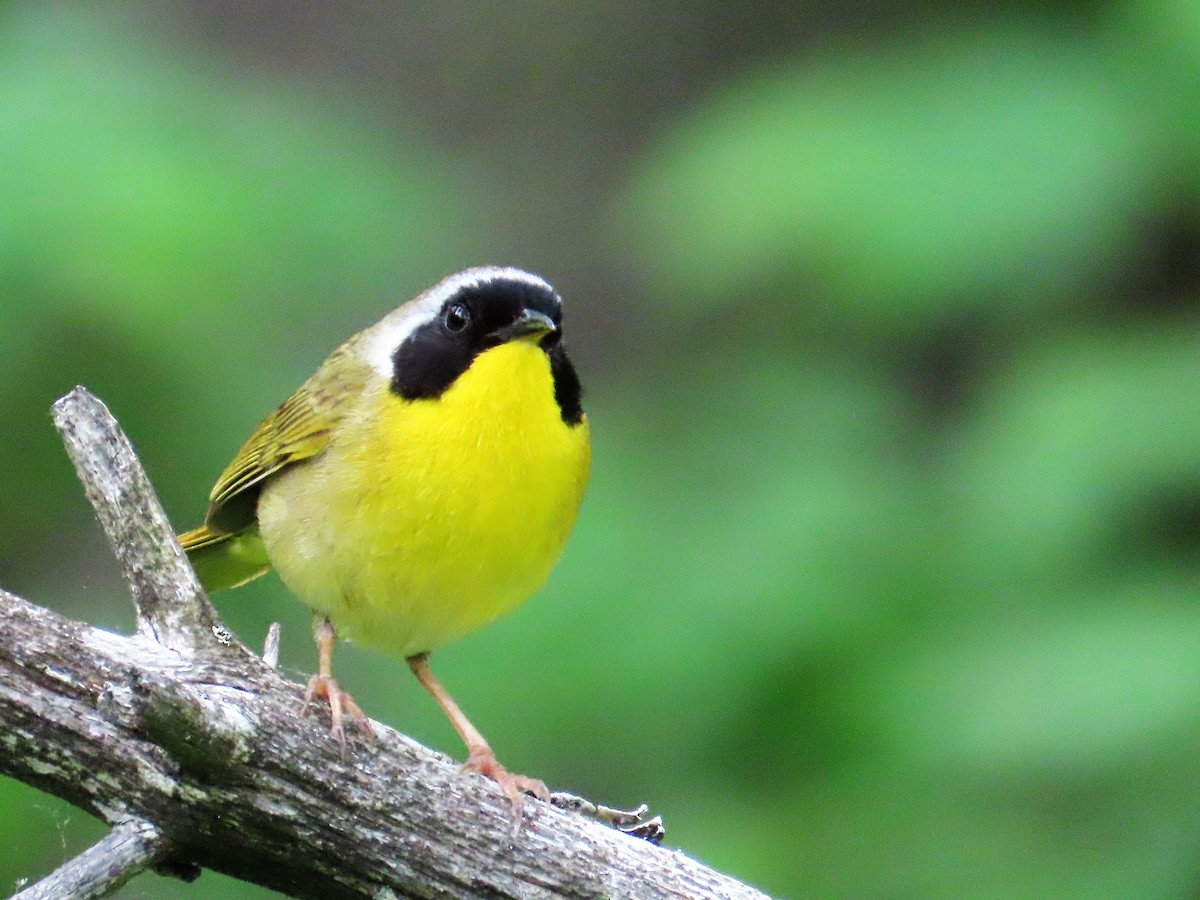 Common Yellowthroat - ML582957461