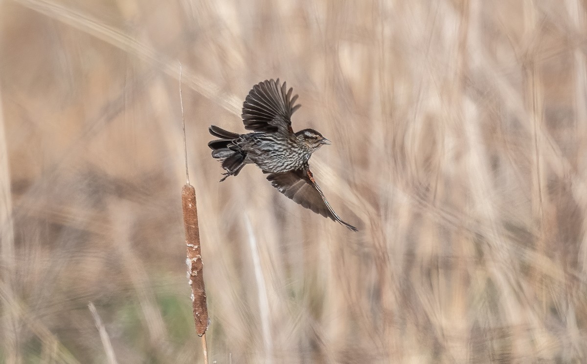 Red-winged Blackbird - Sandy Podulka