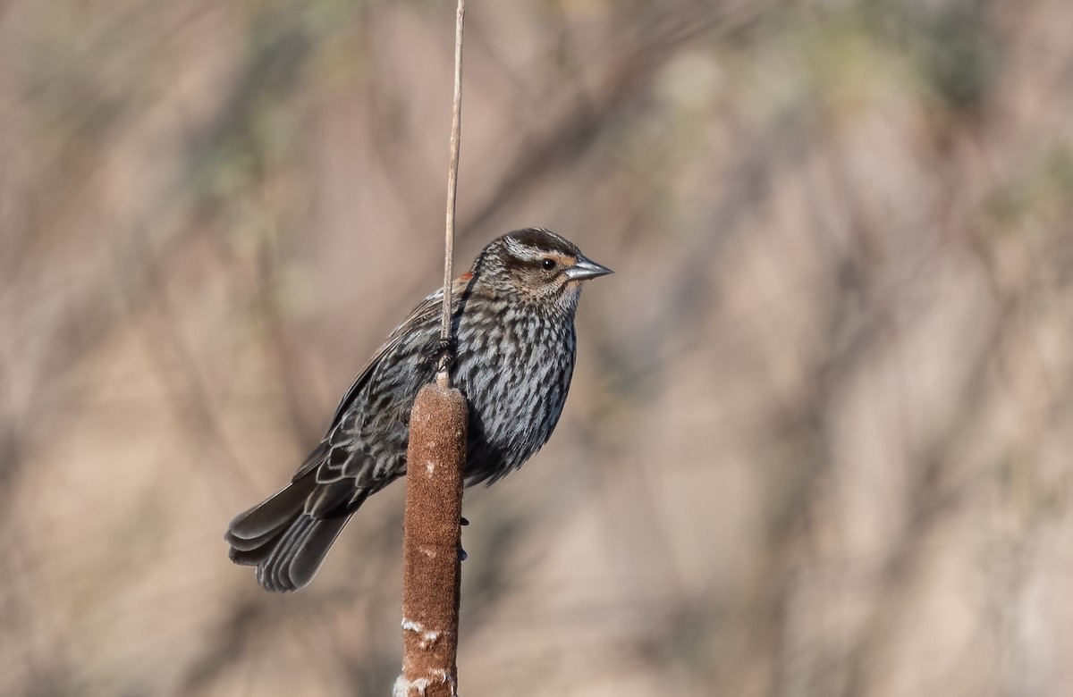 Red-winged Blackbird - Sandy Podulka