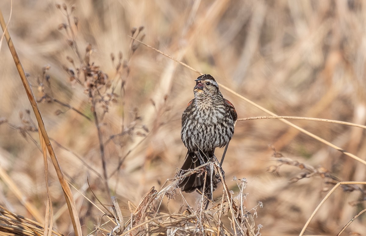 Red-winged Blackbird - ML582958031