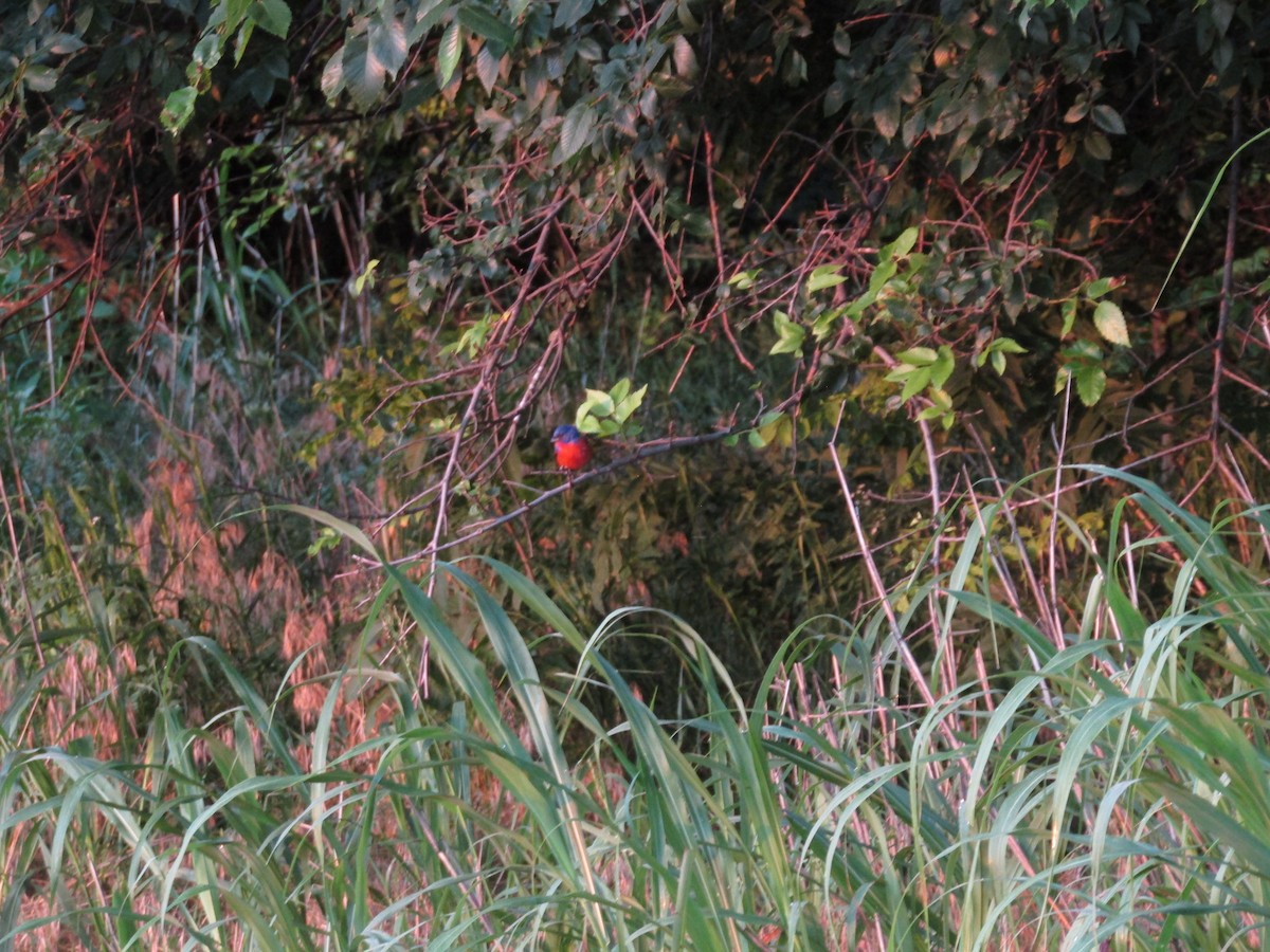 Painted Bunting - ML582958171