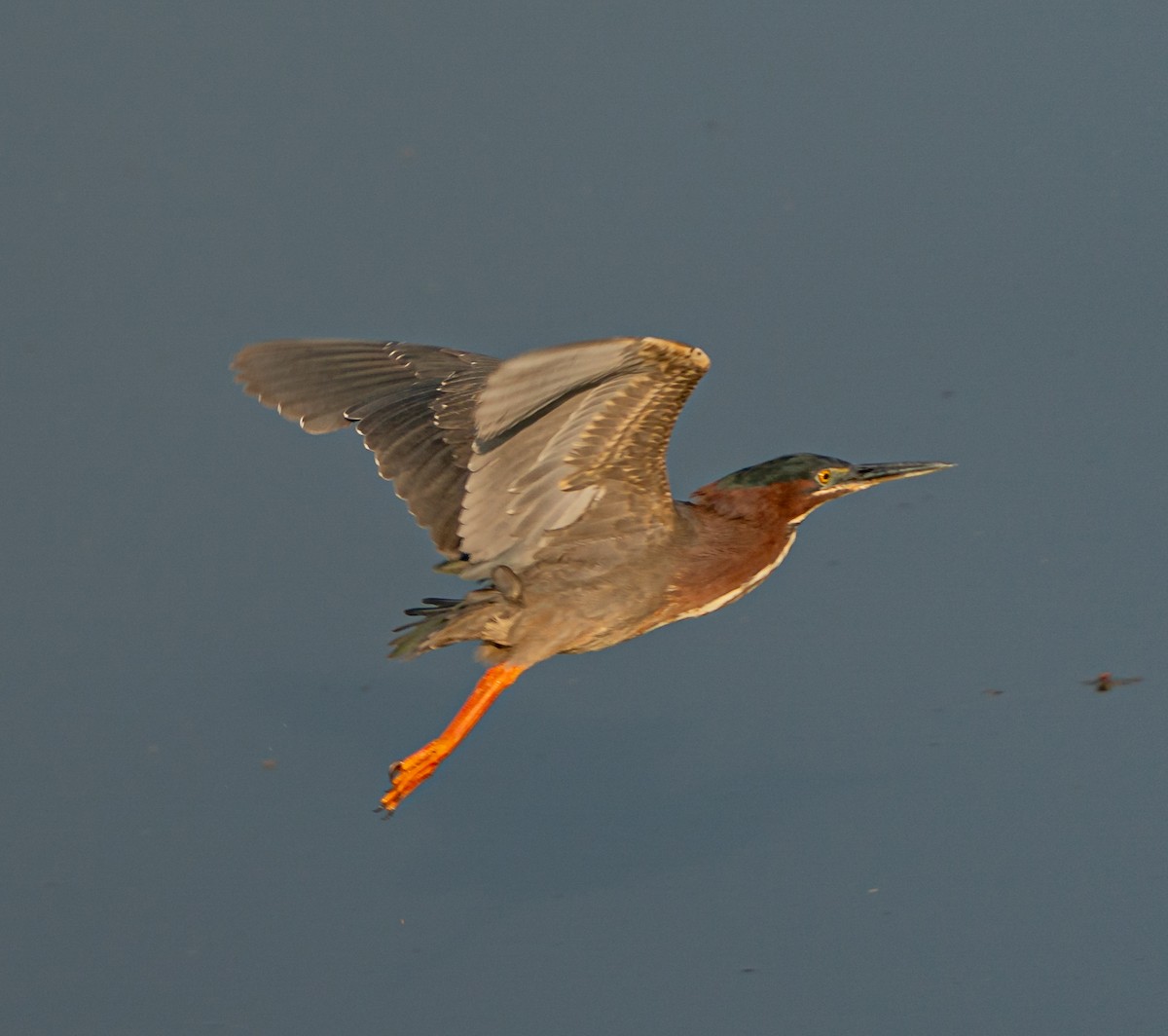 Green Heron - ML582958231