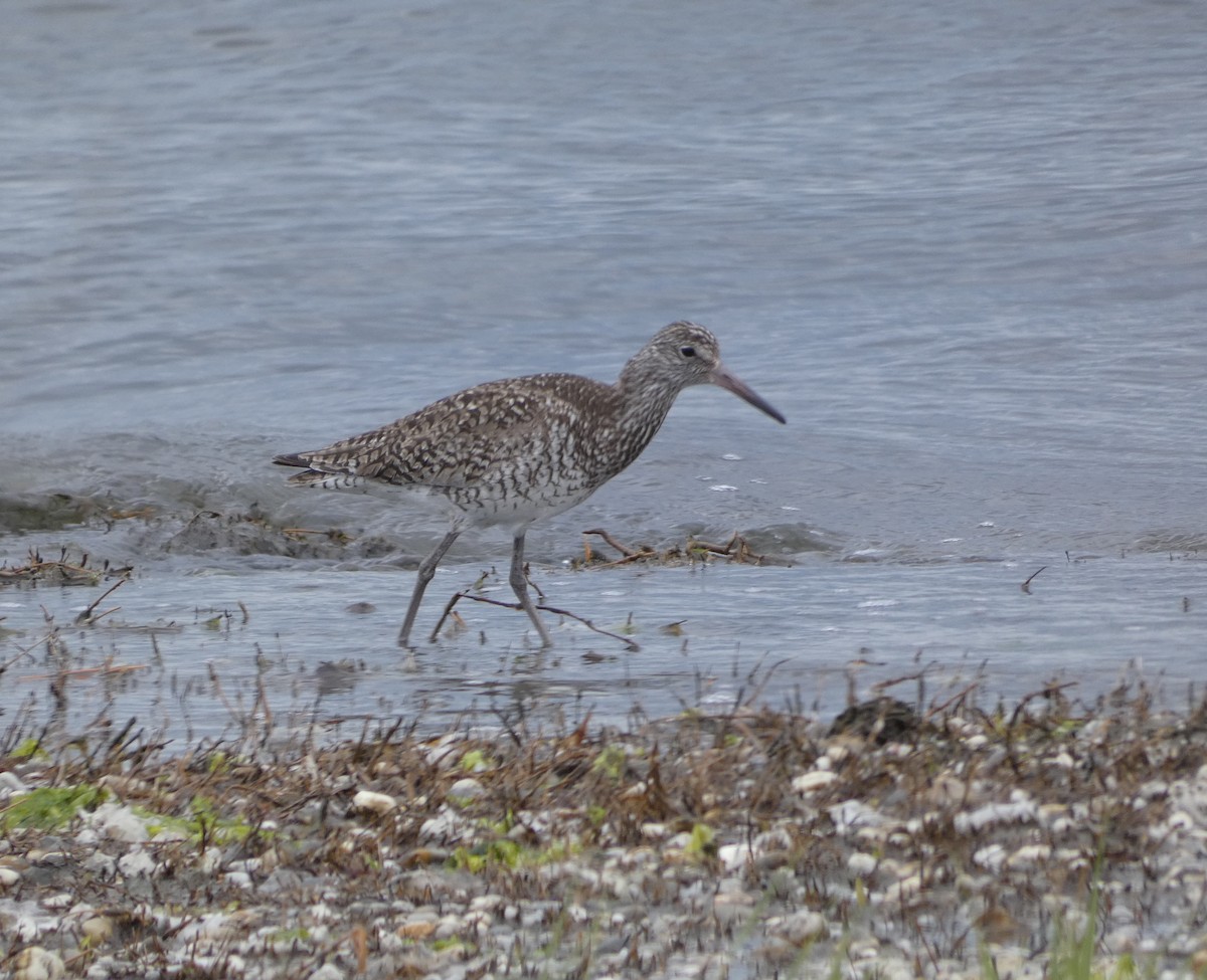 Willet (Eastern) - ML582961251