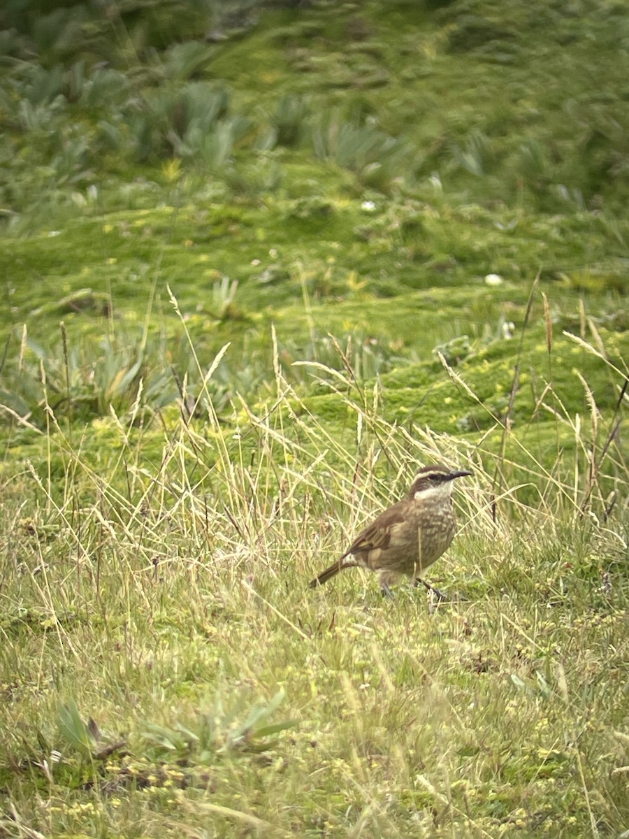 Chestnut-winged Cinclodes - ML582962331