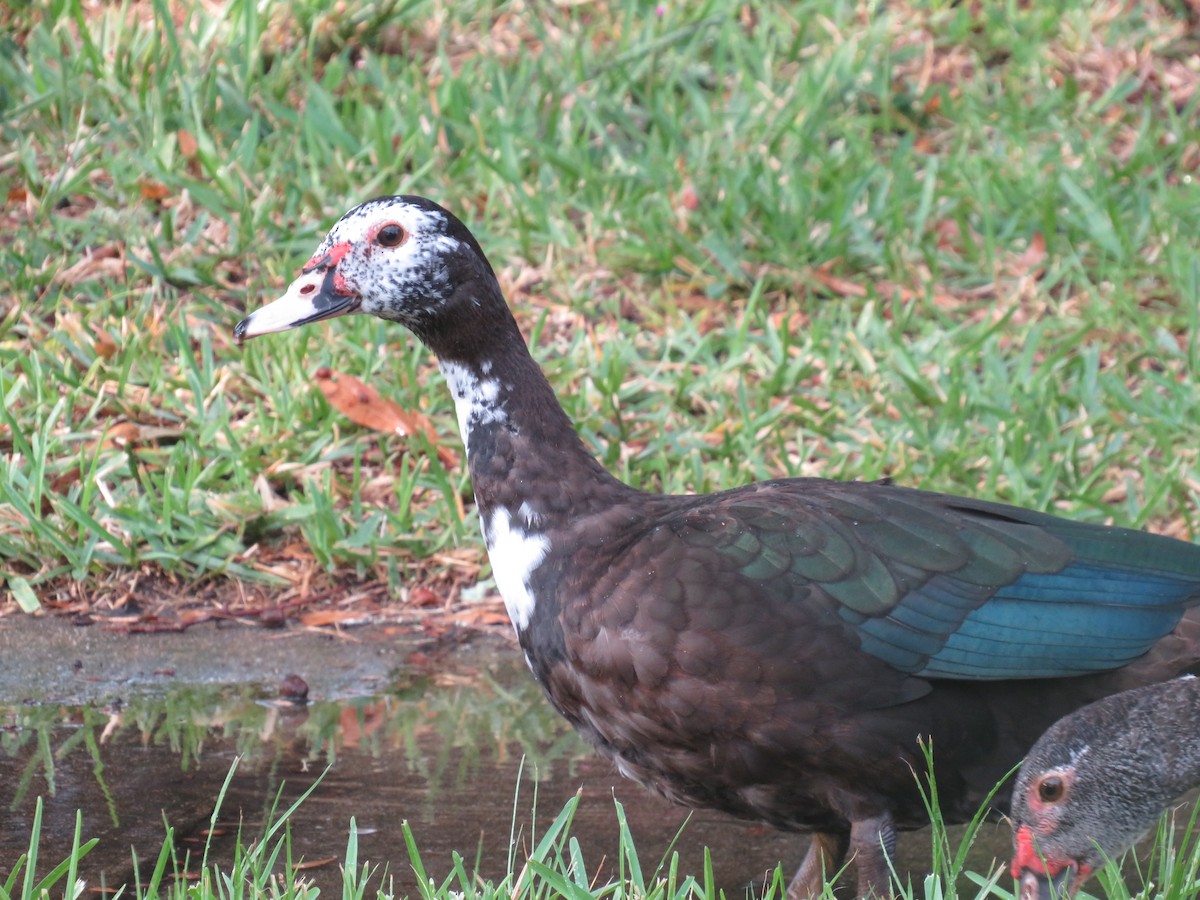 Muscovy Duck (Domestic type) - ML582962491