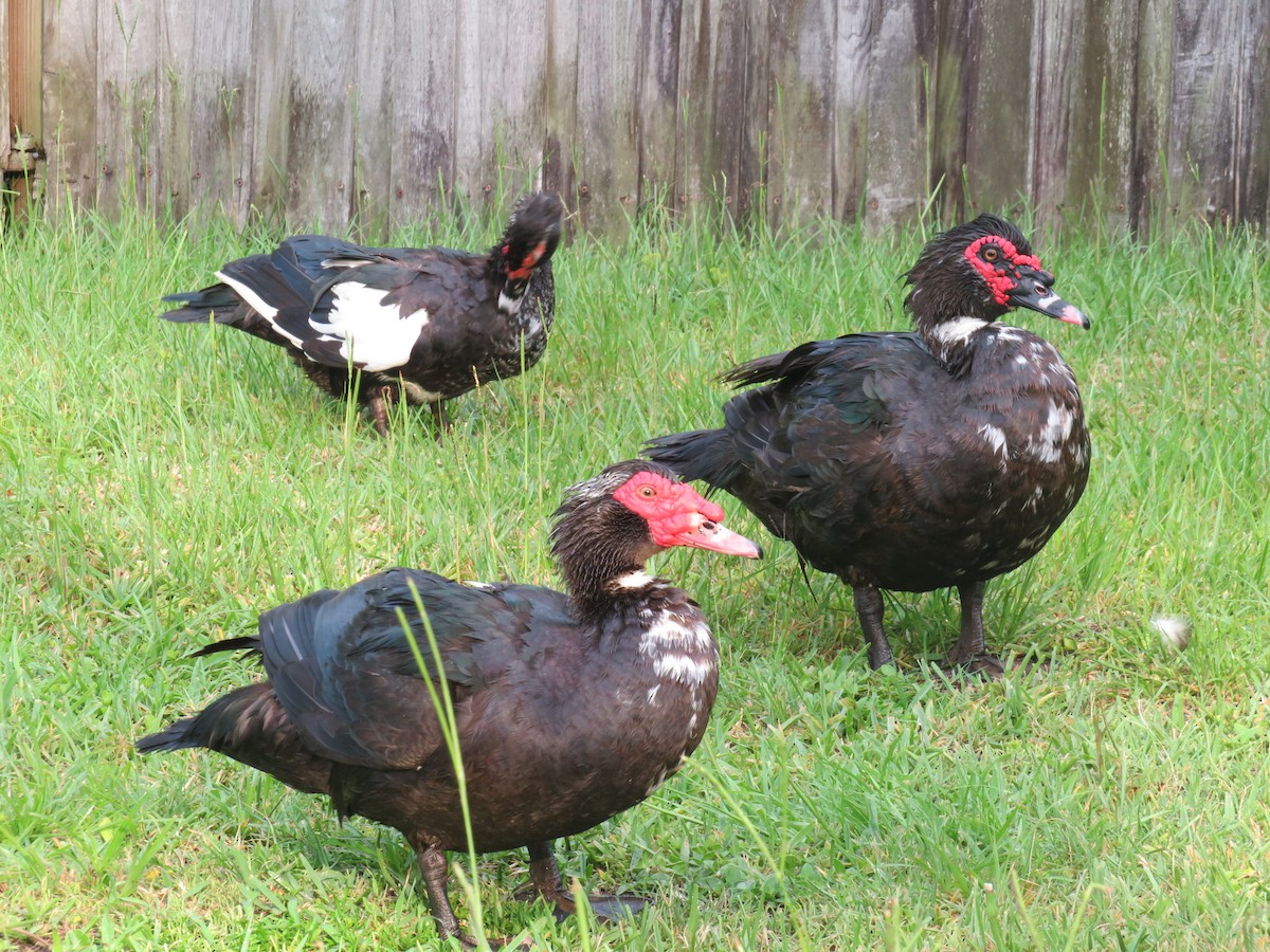 Muscovy Duck (Domestic type) - ML582962501