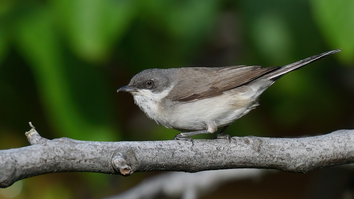 Lesser Whitethroat - Kuzey Cem Kulaçoğlu