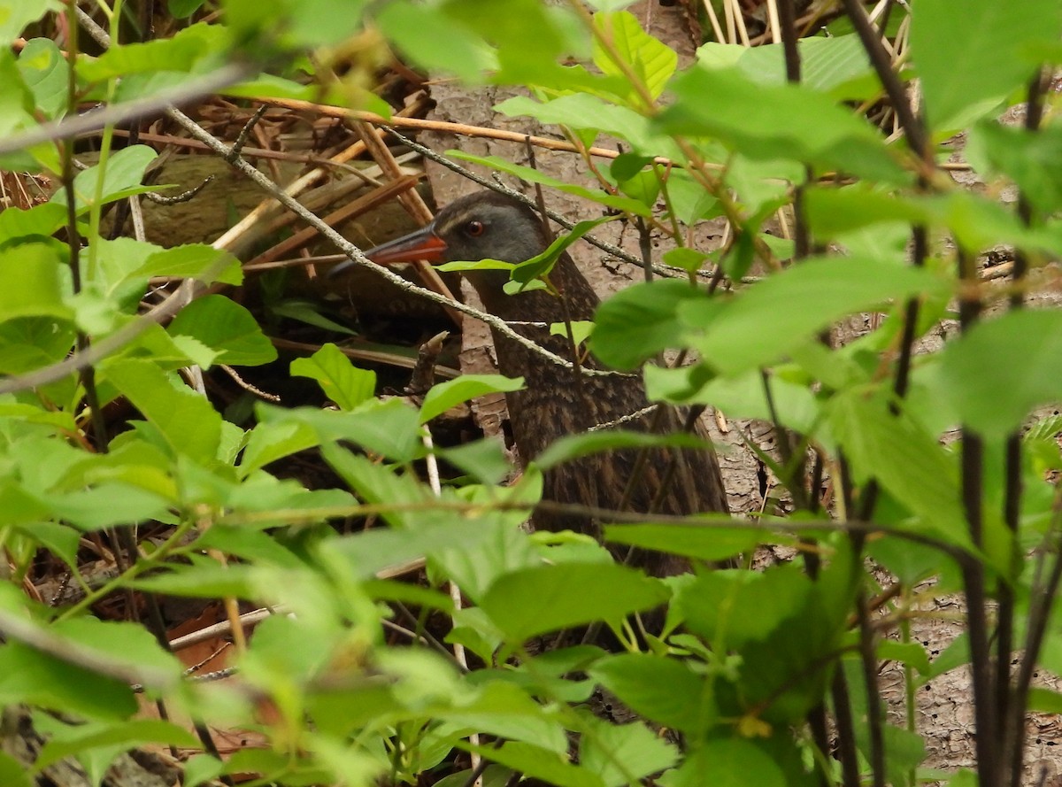 Virginia Rail - ML582964351