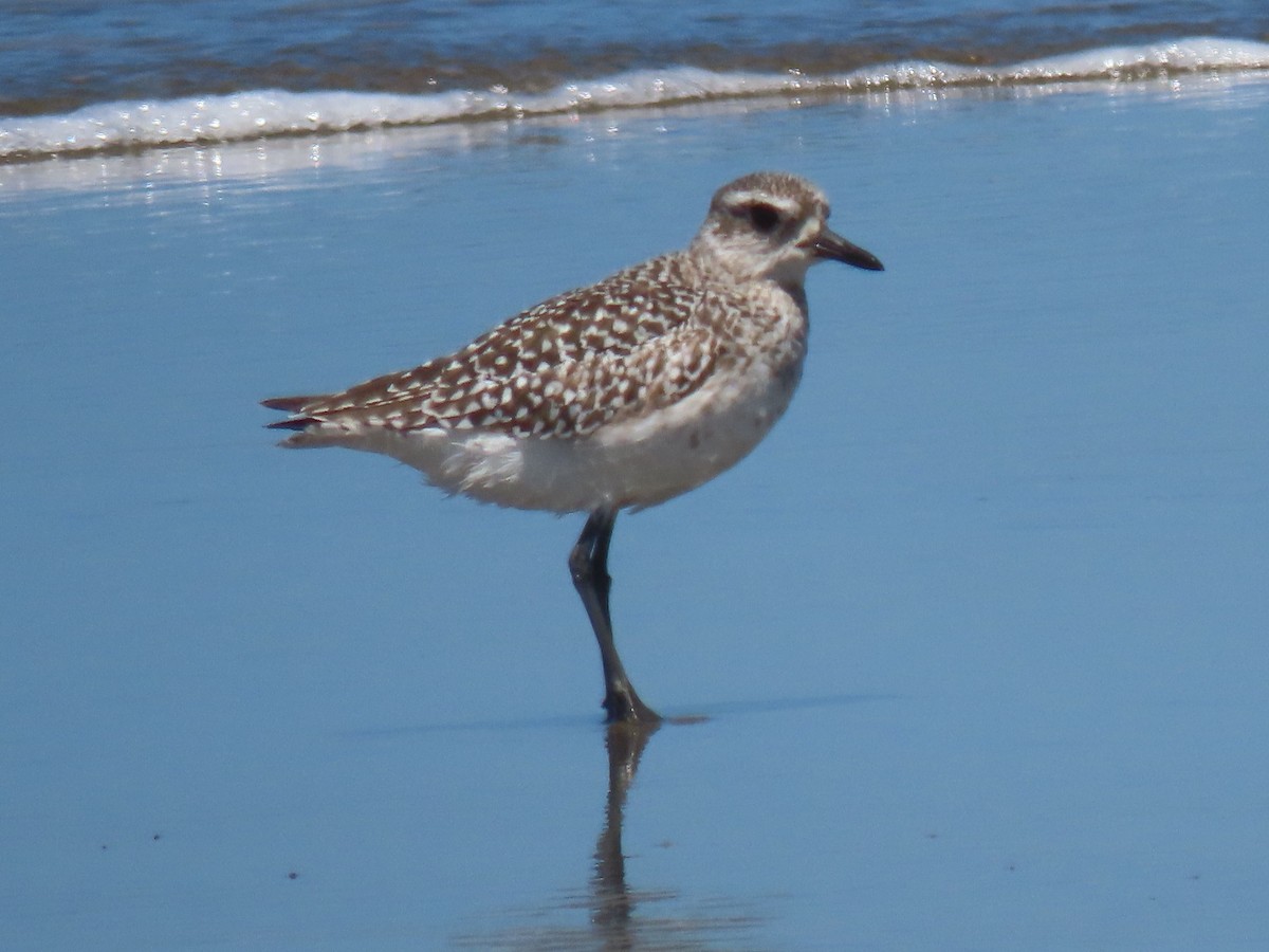 Black-bellied Plover - ML582964901