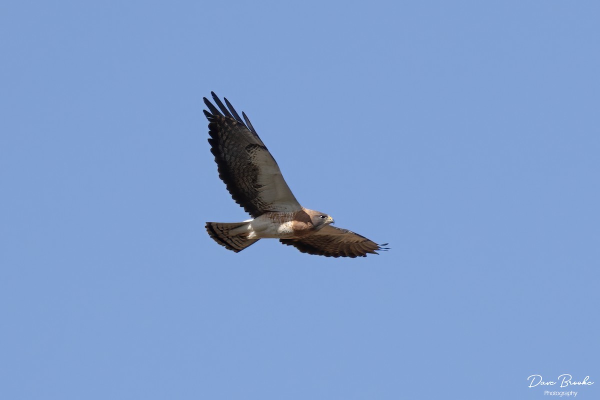 Swainson's Hawk - ML582966011