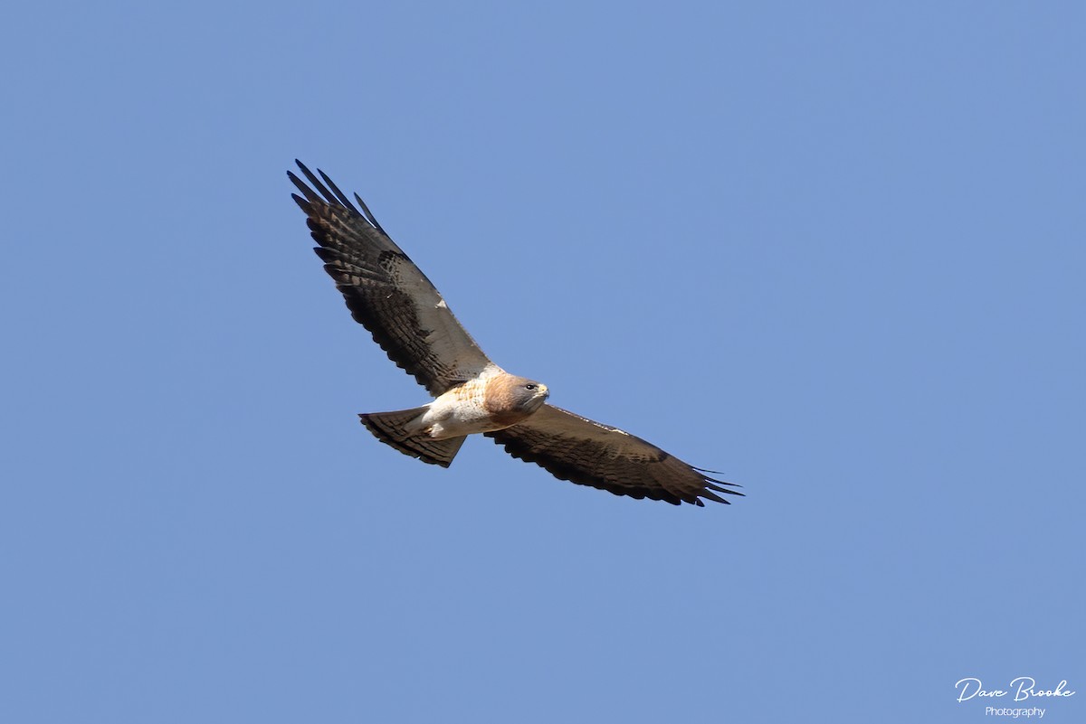 Swainson's Hawk - ML582966021